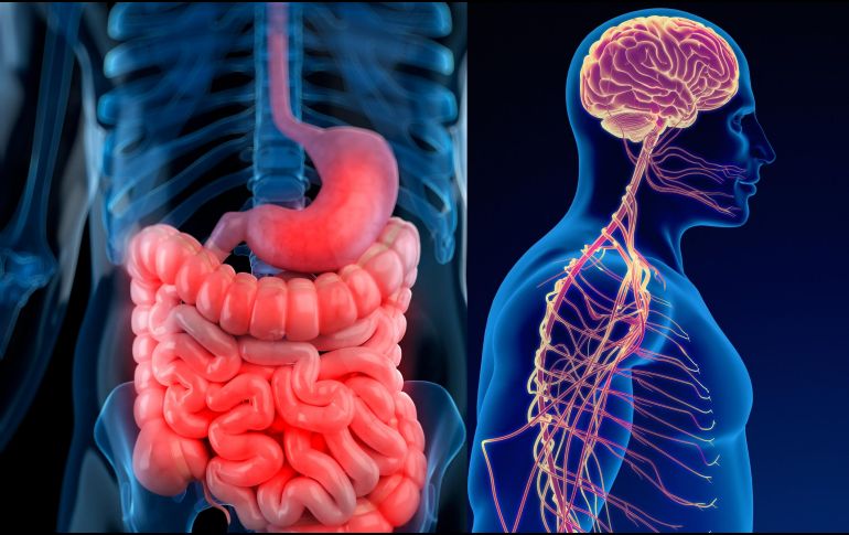 La investigación de la progresión del cáncer se había centrado en el papel de las células inmunes o de los vasos sanguíneos del entorno del tumor, sin prestar demasiada atención a las conexiones nerviosas. ESPECIAL / CANVA