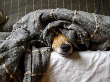 Los perros deben descansar en un lugar tranquilo, con una cama cómoda y lejos de corrientes de aire. Pixabay.