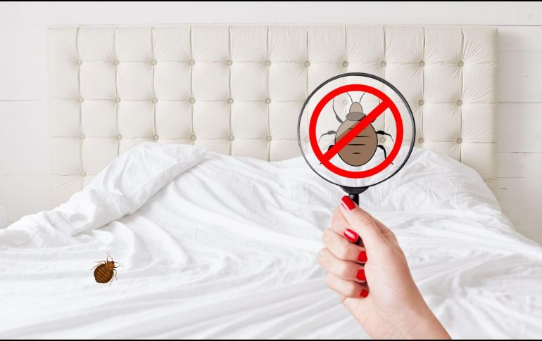 Si notas una gran presencia de chinches en casa, lo mejor es acudir a expertos en control de plagas para erradicarlas por completo. CANVA