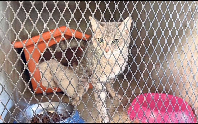 El objetivo de este Registro es generar políticas públicas en favor de animales de compañía. SUN / ARCHIVO