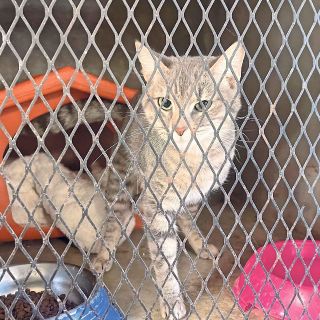 ¿Cómo tramitar el RUAC para tu mascota?