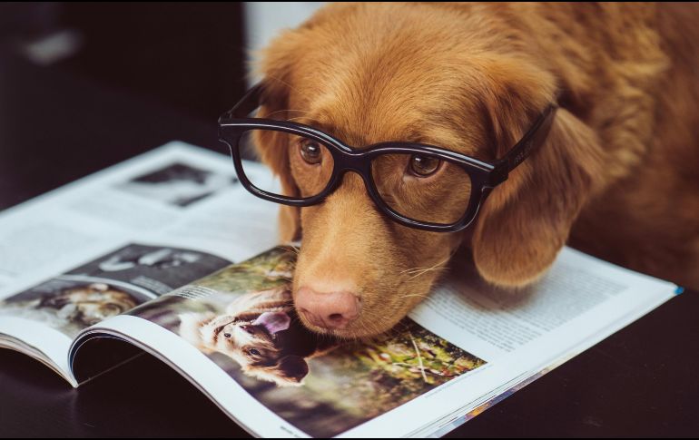 Las personas suelen elegir mascotas que coincidan con su estilo de vida y rutinas diarias. UNSPLASH/ J. Street