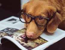 Las personas suelen elegir mascotas que coincidan con su estilo de vida y rutinas diarias. UNSPLASH/ J. Street