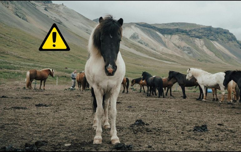 Las especies de mayor tamaño presentan tasas de cáncer más elevadas. Pexels y Canva