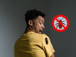 Su actividad nocturna y su capacidad de esconderse en grietas y rincones las hacen difíciles de detectar. CANVA/ ESPECIAL