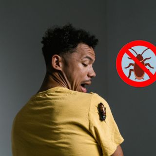 Cucarachas voladoras: Consejos para acabar con ellas