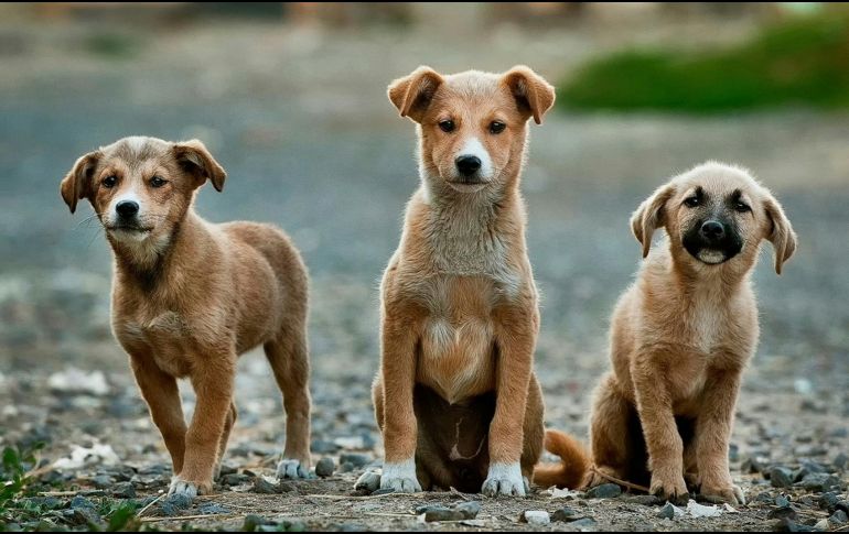 Posiblemente la dulzura y ternura de un perro pueda conmover a muchas personas, incitándolas a hablarles como si fueran niños. UNSPLASH /A. Chafik
