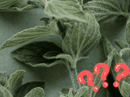 El orégano es conocido por su textura característica: suave y aterciopelada. UNSPLASH / 360floralflaves