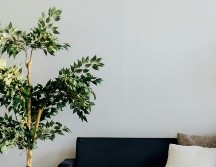 Ya sea en el interior o exterior de tu hogar, las plantas pueden aportar energía positiva según tus deseos y necesidades. Según el Feng Shui, tenerlas en casa puede traer numerosos beneficios.  UNSPLASH/ A. Gorn
