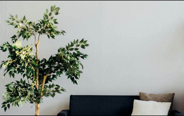 Ya sea en el interior o exterior de tu hogar, las plantas pueden aportar energía positiva según tus deseos y necesidades. Según el Feng Shui, tenerlas en casa puede traer numerosos beneficios.  UNSPLASH/ A. Gorn