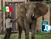 Informan de cambios en el espacio de Ely la elefanta, además de cuidados especiales con un médico principal. SUN/Archivo