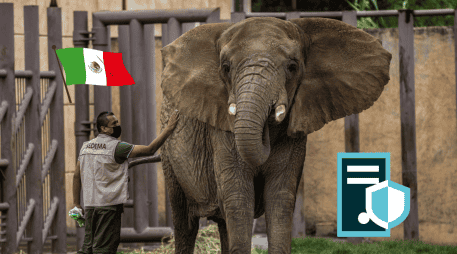 Informan de cambios en el espacio de Ely la elefanta, además de cuidados especiales con un médico principal. SUN/Archivo