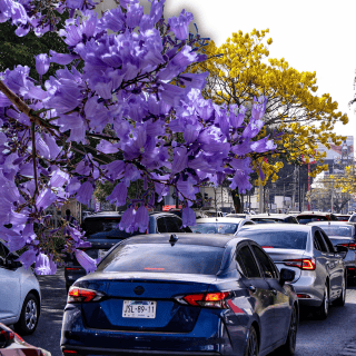 ¿Cuánto falta para que florezcan las jacarandas en Guadalajara?