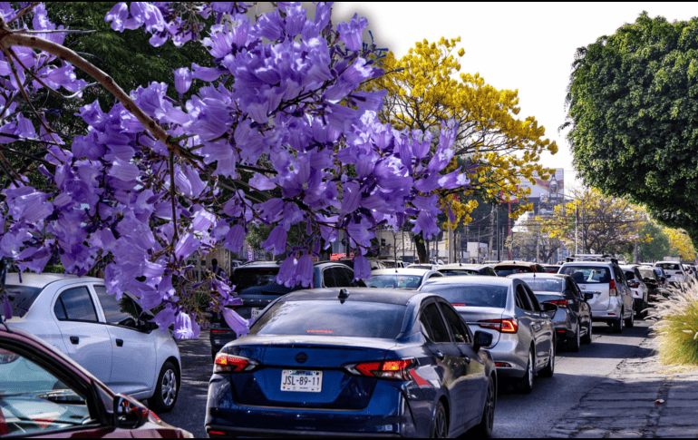 La jacaranda es uno de los árboles más representativos no solo de Guadalajara sino de todo México, pero curiosamente no es originario de nuestro país. EL INFORMADOR / ARCHIVO