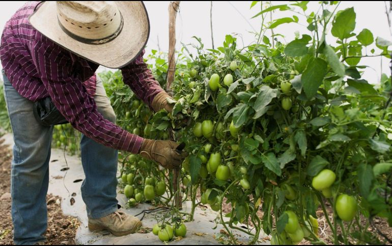 En la ciudades y regiones urbanas, la pobreza se mantuvo en niveles similares al pasar de 30.7% a 30.8%. EFE / ARCHIVO