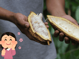 Disfruta de los productos que contienen cacao. SUN / ARCHIVO