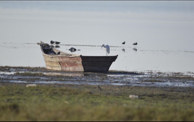 Este proyecto contempla la protección de 3,500 hectáreas. ESPECIAL