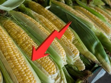 Los datos más recientes del Banco de México (Banxico), muestran que el país compró maíz en el extranjero por valor de 5.4 mil millones de dólares durante el año pasado, más del doble que una década atrás. UNSPLASH / A. OUELLET