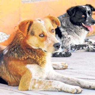 Fiscalía y Protección Animal rescatan a 40 perros en Guadalajara; serán puestos en adopción