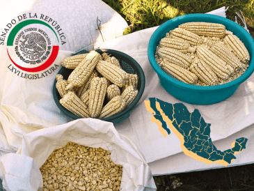 El maíz zapalote chico, según la Conabio, es una de las 59 razas nativas de maíz que existen en México. SUN/Archivo