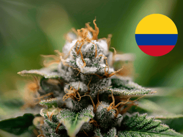 Petro pretendía quitar la prohibición para portar, producir, distribuir, vender y consumir cannabis y sus derivados por parte de mayores de 18 años. CANVA/ ESPECIAL