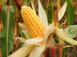 Senado aprueba la minuta de conservación y preservación de los maíces nativos