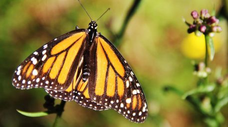 Las monarcas enfrentan riesgos en todo el continente debido a la desaparición del algodoncillo. NOTIMEX / ARCHIVO