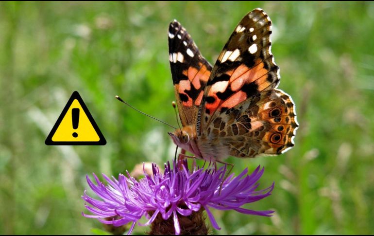 Más de 100 especies disminuyeron en más del 50 %, incluidas 22 que sufrieron pérdidas superiores al 90 %. Pixabay y Canva