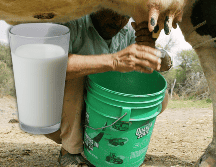 En algunos pueblos de Jalisco, aún puede observarse a personas consumir leche recién ordeñada. EL INFORMADOR / ARCHIVO
