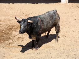 “Venadito” no solo ganó la vida, sino también un sitio en la historia y en la memoria de los aficionados tapatíos. EL INFORMADOR/ H. FIGUEROA.