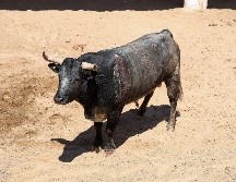 “Venadito” no solo ganó la vida, sino también un sitio en la historia y en la memoria de los aficionados tapatíos. EL INFORMADOR/ H. FIGUEROA.