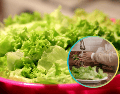 Entre las recomendaciones de los expertos se encuentra no cortar la lechuga antes de lavarla. ESPECIAL