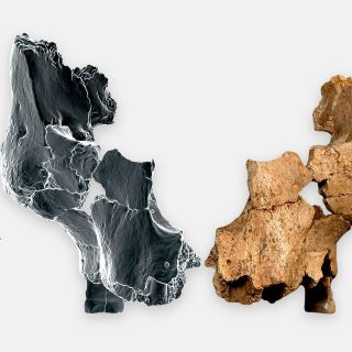 Arqueólogos encuentran el fósil más antiguo de Europa occidental conocido hasta ahora