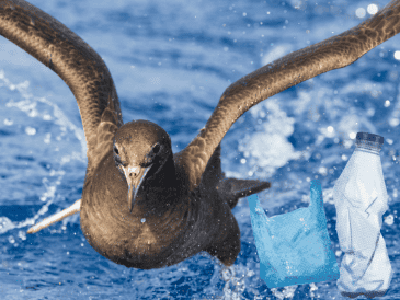 "Niveles bajos de BDNF han sido un signo de deterioro cognitivo temprano en personas mayores, y estamos observando un patrón similar en polluelos de aves marinas menores de 90 días", indicó la investigadora. ESPECIAL