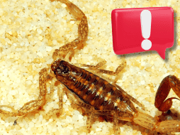 Hay que aclarar que los alacranes, igual que la mayoría de los arácnidos, no te atacarán si no se sienten amenazados o acorralados. EL INFORMADOR / ARCHIVO