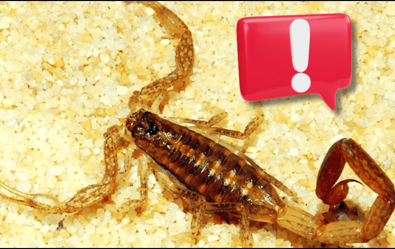 Hay que aclarar que los alacranes, igual que la mayoría de los arácnidos, no te atacarán si no se sienten amenazados o acorralados. EL INFORMADOR / ARCHIVO