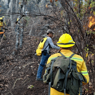 Persisten cuatro incendios activos en Oaxaca; ya suman 215 hectáreas afectadas