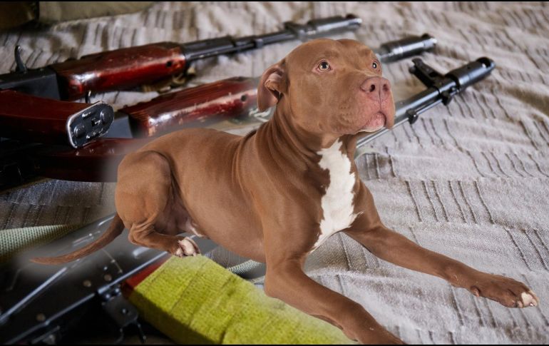 No se especificó el tipo de arma disparada por el perro, y el incidente quedó registrado como 