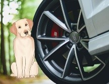 Un remedio casero efectivo para evitar que los perros orinen en las llantas. UNSPLASH / C. JADE