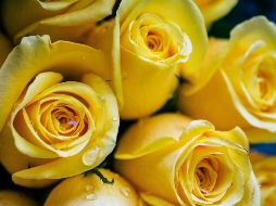 Esta es la razón por la que se regalan flores amarillas en esta fecha. UNSPLASH / F. SALGADO