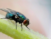 Estos trucos son efectivos para eliminar a las moscas. UNSPLASH / P. VEATER