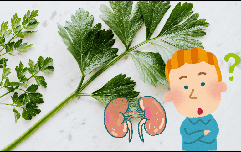 El perejil (Petroselinum crispum) contiene antioxidantes, flavonoides, vitamina C y minerales que podrían tener efectos positivos sobre el sistema urinario. ESPECIAL / CANVA