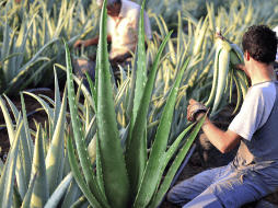 El gel de la sábila posee efectos hidratantes, antimicrobianos y cicatrizantes. EFE / ARCHIVO