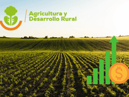 La producción de maíz también será prioridad en este administración. CANVA