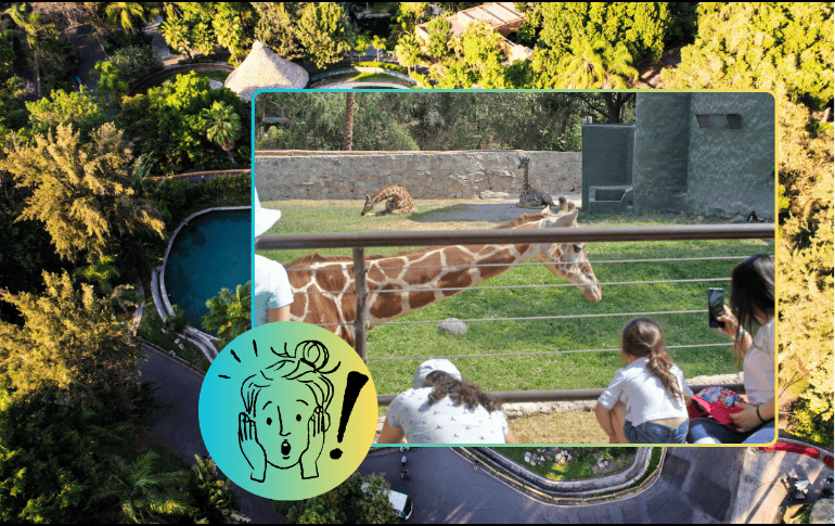 De acuerdo con la información de su sitio web, el precio regular del paquete Guadazoo es de 130 pesos para adultos y 90 para niños. EL INFORMADOR/ARCHIVO