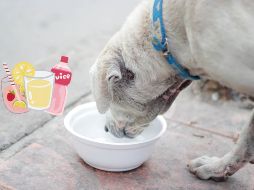 Recuerda no seguir instrucciones de fuentes poco confiables o soluciones caseras, ya que proporcionar alguna bebida que no sea apta para nuestra mascota podría ocasionarle problemas de salud graves. CANVA/ ESPECIAL