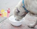 Recuerda no seguir instrucciones de fuentes poco confiables o soluciones caseras, ya que proporcionar alguna bebida que no sea apta para nuestra mascota podría ocasionarle problemas de salud graves. CANVA/ ESPECIAL
