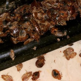 7 formas de evitar la aparición de chinches en esta temporada de calor