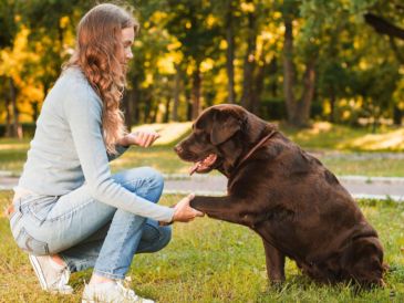 Los perros con alto riesgo genético de obesidad tienen más interés en la comida, pero si los dueños controlan su dieta y ejercicio pueden evitar la obesidad. Freepik y Canva