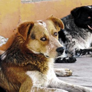 Chihuahua presenta Plan de Acción para combatir el maltrato animal